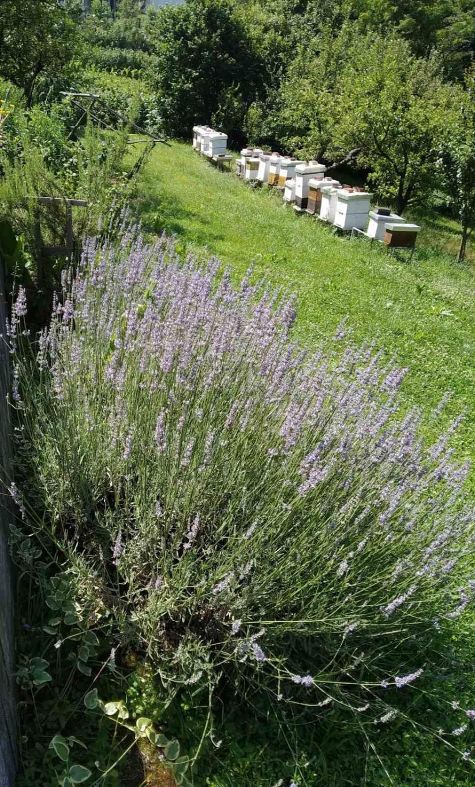 Guest House Bee Високо Экстерьер фото